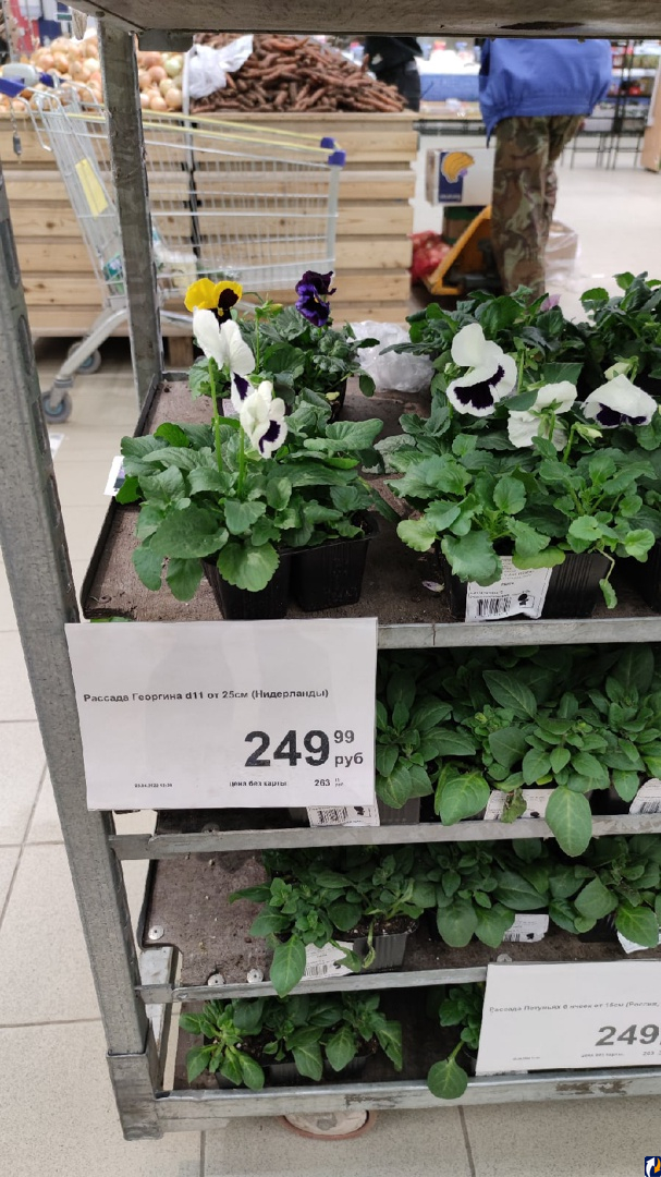 Юные растения для дачи продолжают продавать в гипермаркетах Пскова. Фото