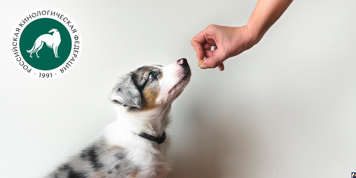 5 советов, как научить собаку чему угодно