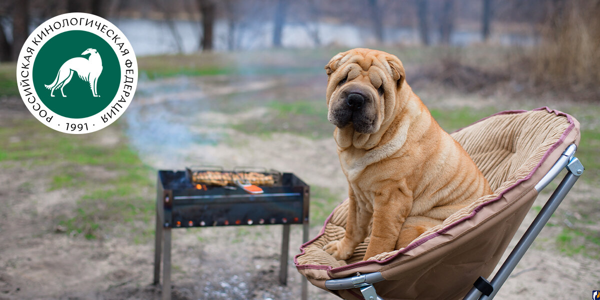 Ликбез для собаководов: что взять с собой на пикник с питомцем