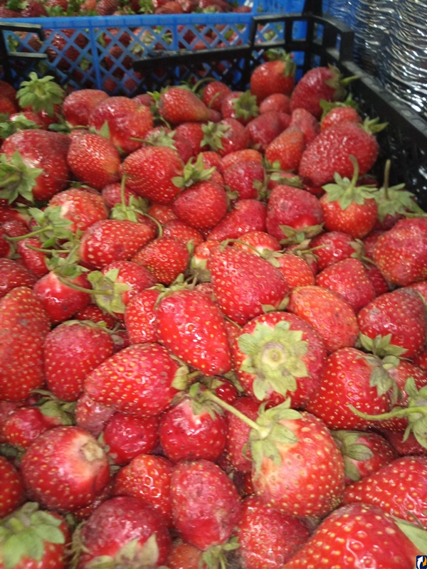 Эксперты назвали самые популярные импортные ягоды, ввезенные через Псковскую область с начала года