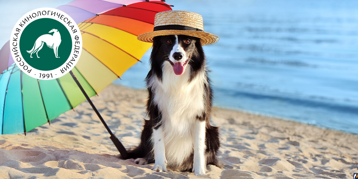 Кинологи сообщили, что собакам нужен солнцезащитный крем