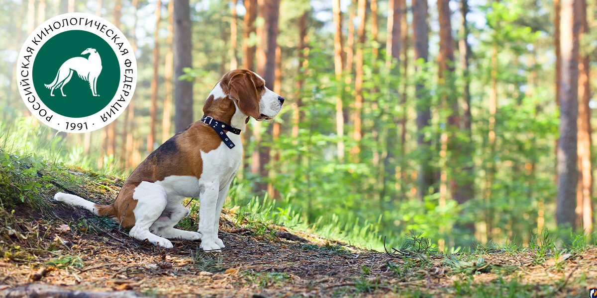 Что делать псковичам, если их собака потерялась в лесу