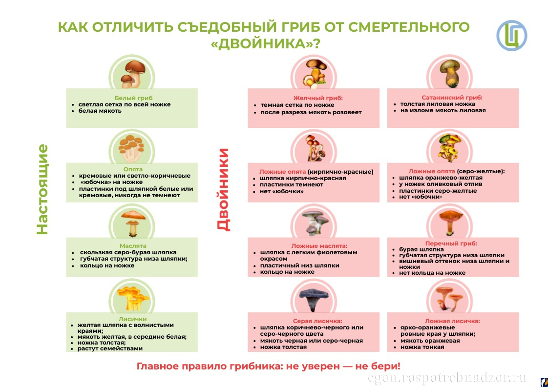 Как отличить съедобный гриб от смертельного «двойника»