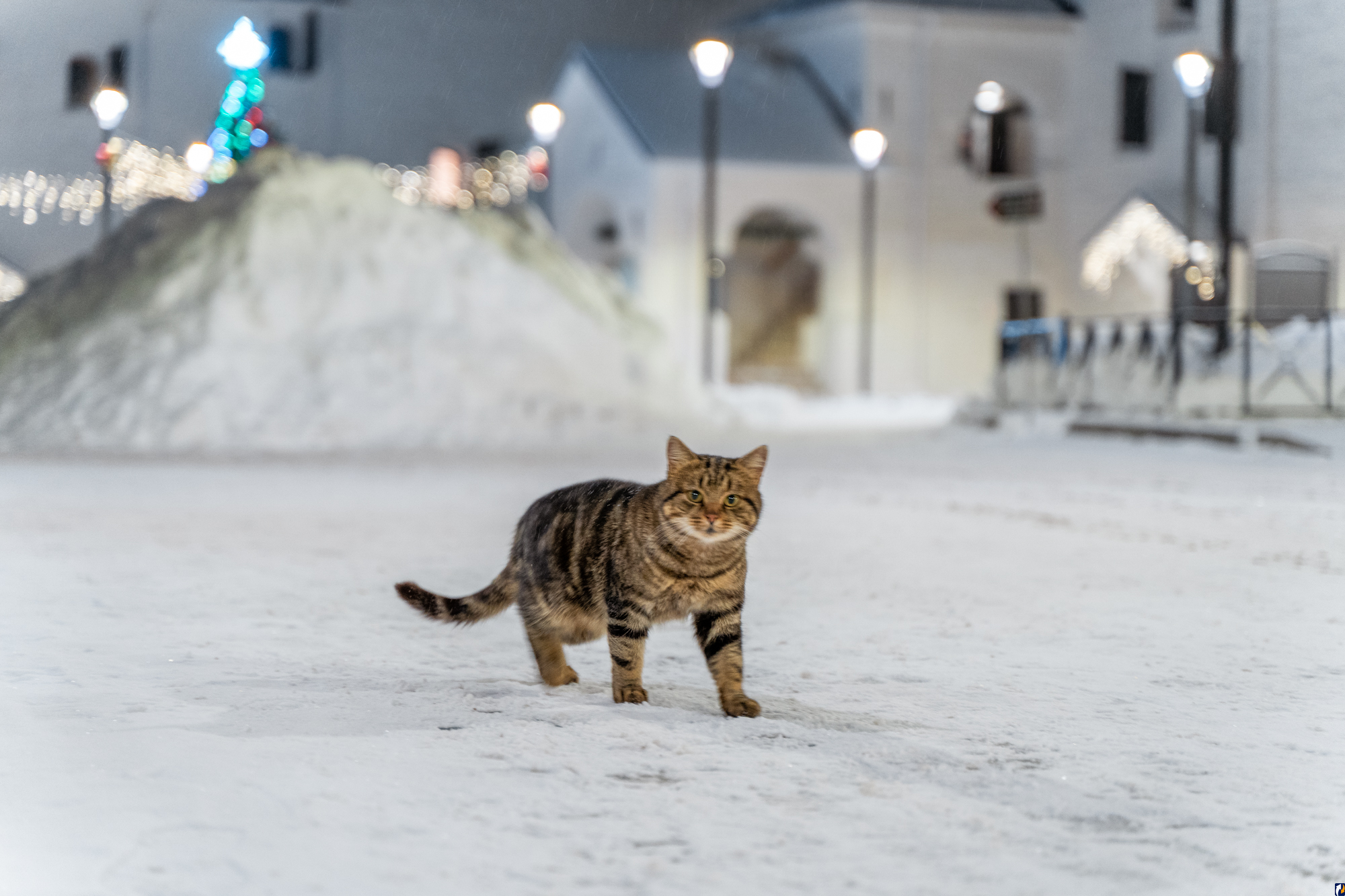 Пойдем в музей: какие сюрпризы сегодня ждут псковичей | 17.12.2023 | Псков  - БезФормата